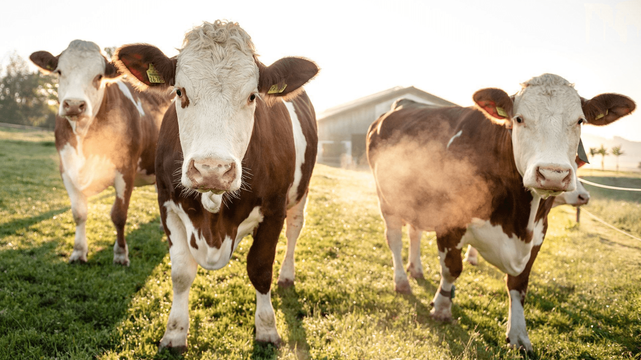 Wir machen Käse, keine Kompromisse